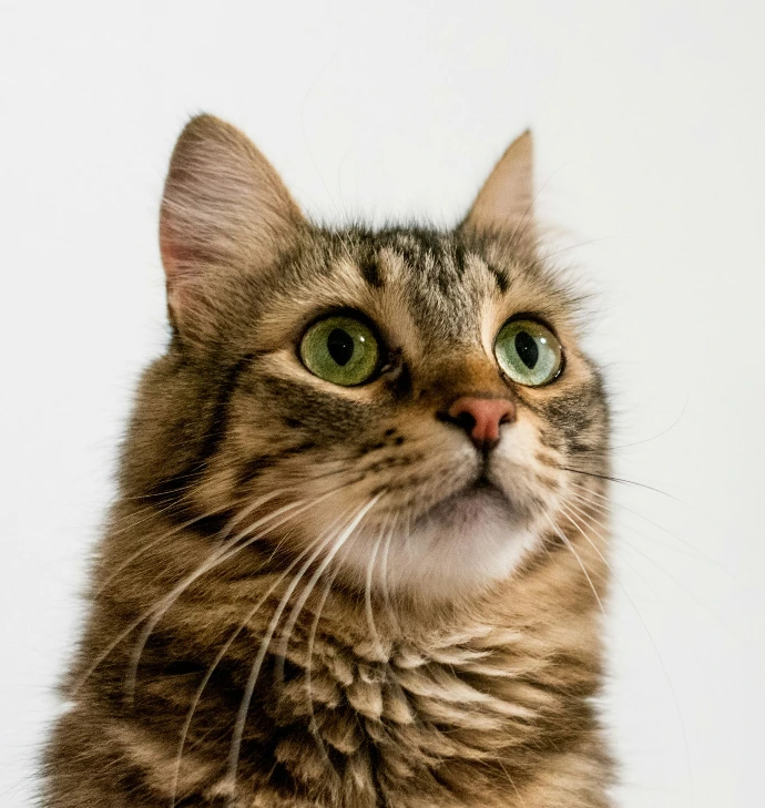 brown tabby cat in white background